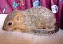 image of fox_squirrel