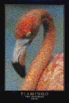 image of animal