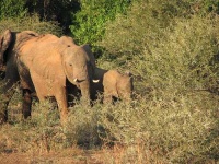 image of african_elephant