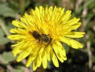 image of flower