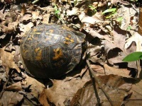 image of box_turtle