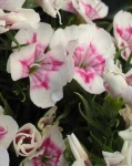 image of flower