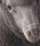 image of animal