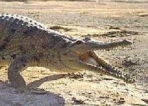 image of animal
