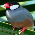 image of bird