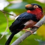 image of bearded_barbet #11