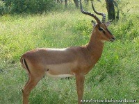 image of impala