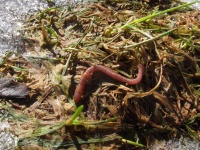 image of animal