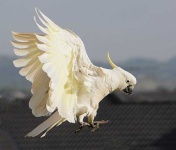 image of sulphur_crested_cockatoo #9