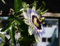 image of passion_flower #13