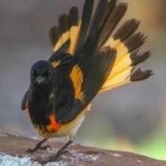 image of bird