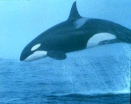 image of killer_whale #8