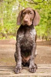image of animal