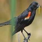 image of bird