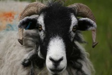 image of ram