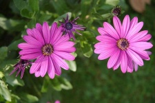 image of flower