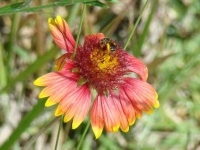 image of flower