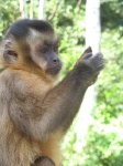 image of capuchin
