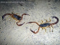 image of scorpion #17