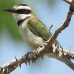 image of white_throated_bee_eater #13