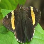 image of banded_butterfly #43