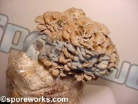 image of hen_of_the_woods