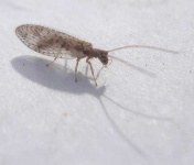 image of lacewing