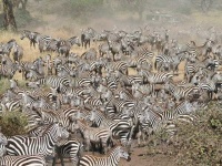 image of animal_migration