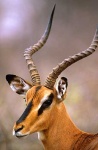 image of impala