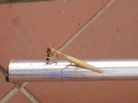 image of walking_stick