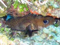 image of puffer