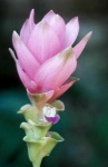 image of flower