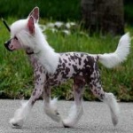image of animal