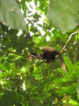 image of titi