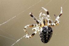 image of harvestman