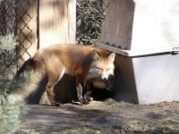 image of red_fox