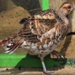 image of bird