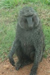 image of baboon