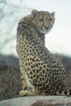 image of cheetah
