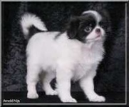 image of japanese_spaniel