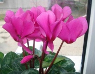 image of flower