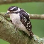 image of bird