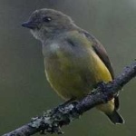 image of bird