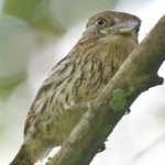 image of bird