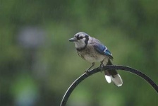 image of jay