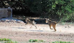 image of leopard