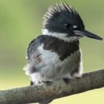 image of bird
