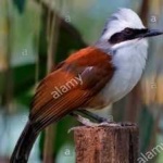 image of bird