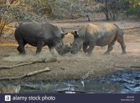 image of rhinoceros