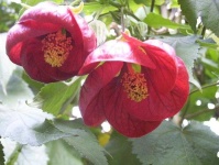 image of flower